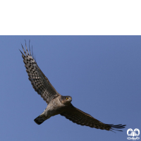 گونه قرقی Eurasian Sparrowhawk